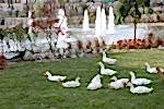 Atakent - 2 Gölet ve Süs Havuzları