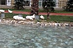 Avrupa Konutları (TEM) Gölet ve Süs Havuzları