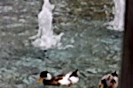 Avrupa Konutları (TEM), Gölet ve Süs Havuzları